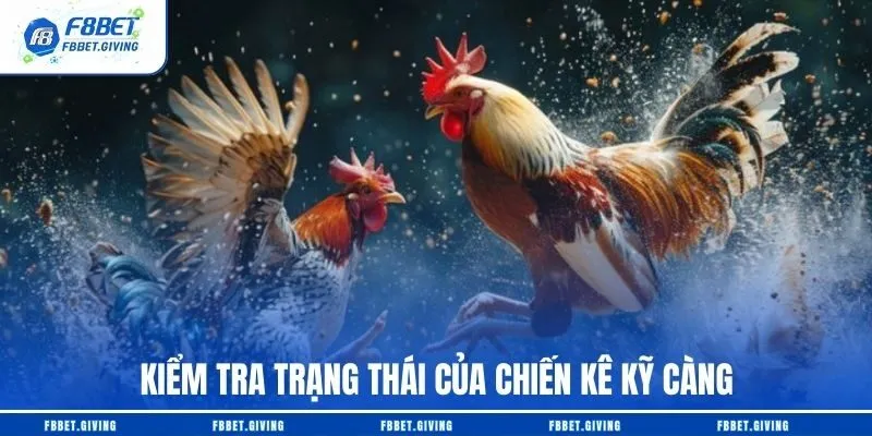 Đá Gà Cựa Dao F8BET - Trải Nghiệm Chuẩn Trường Gà Châu Á 2 Kiểm tra trạng thái của chiến kê kỹ càng