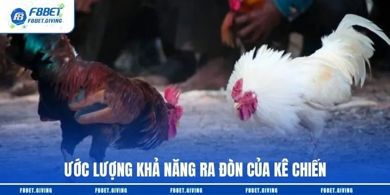 Đá Gà Cựa Dao F8BET - Trải Nghiệm Chuẩn Trường Gà Châu Á 4 Ước lượng khả năng ra đòn của kê chiến