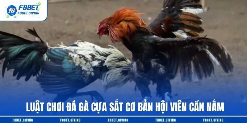 Luật Chơi Đá Gà Cựa Sắt Cơ bản Hội Viên Cần Nắm