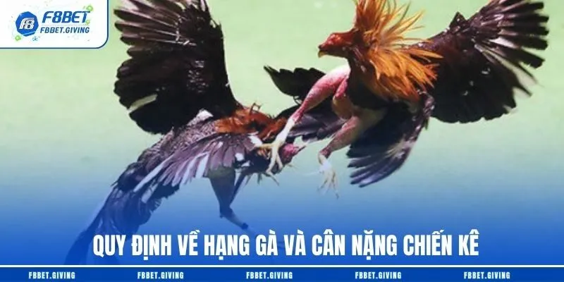 Luật Chơi Đá Gà Cựa Sắt Cơ bản Hội Viên Cần Nắm 2 Quy định về hạng gà và cân nặng chiến kê