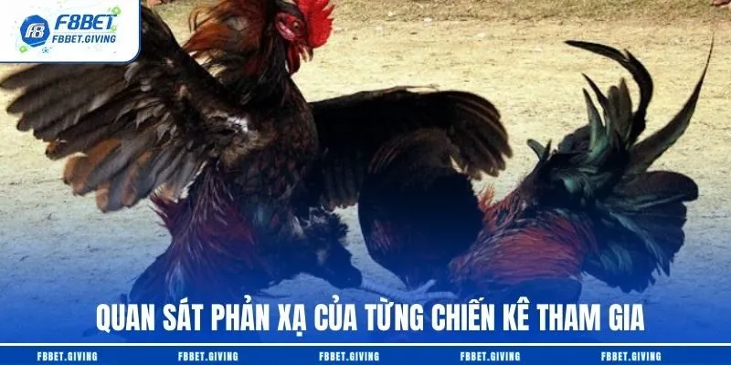 Luật Chơi Đá Gà Cựa Sắt Cơ bản Hội Viên Cần Nắm 4 Quan sát phản xạ của từng chiến kê tham gia