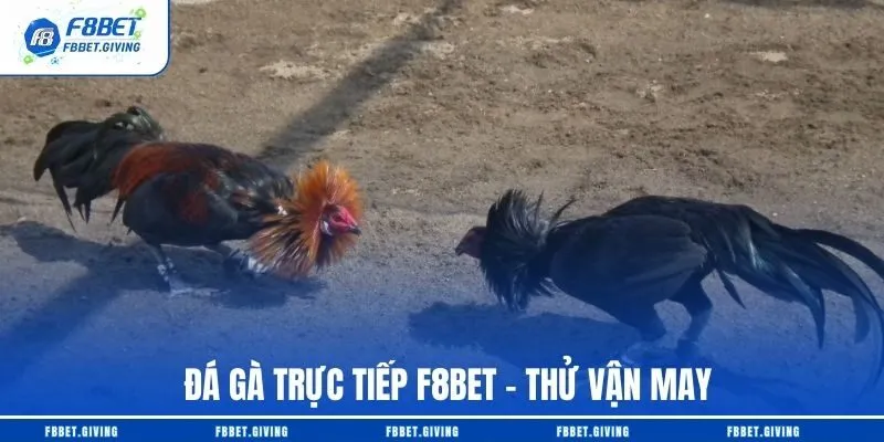 Đá Gà Trực Tiếp F8BET – Thử Vận May