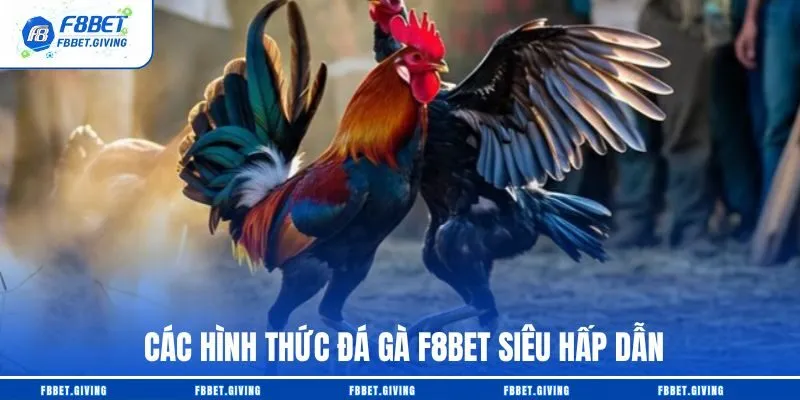 Các hình thức đá gà F8BET siêu hấp dẫn