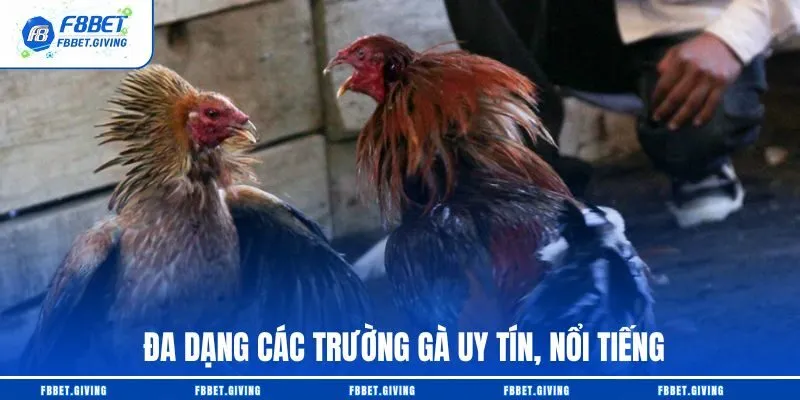 Đa dạng các trường gà uy tín, nổi tiếng